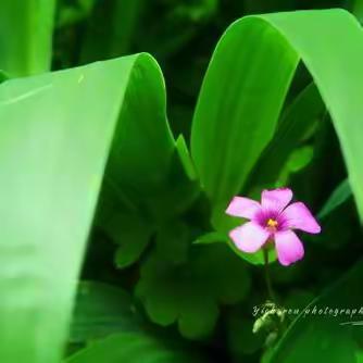 🍃拂面春风   最美四月🌸🌸                  🌹🌹锦绣晨曦班