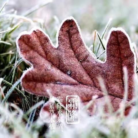 【二十四节气】霜降：气肃而凝，露结为霜