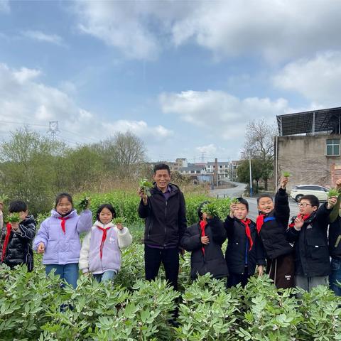 春日勤耕耘，体验摘芯忙——广信区应家乡吉安小学开展劳动基地实践活动