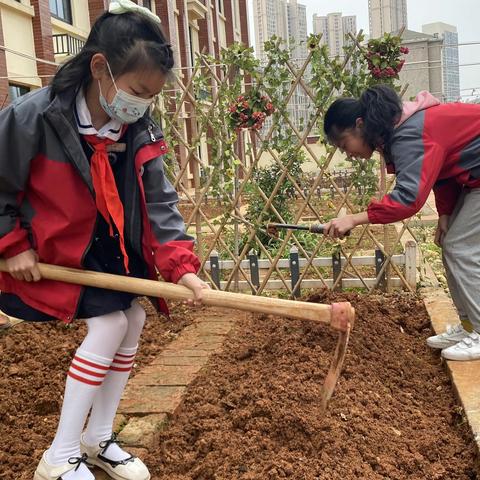 种下春天，亲近自然——泰禹二小1904班禹甜田劳动教育实践