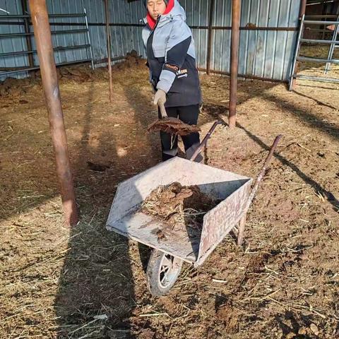 爱劳动 爱生活  ——扎兰屯市柴河学校寒假劳动实践活动纪实