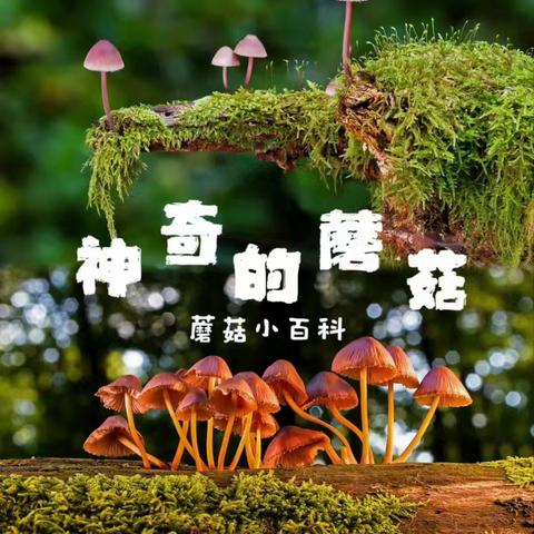 神奇的蘑菇🍄