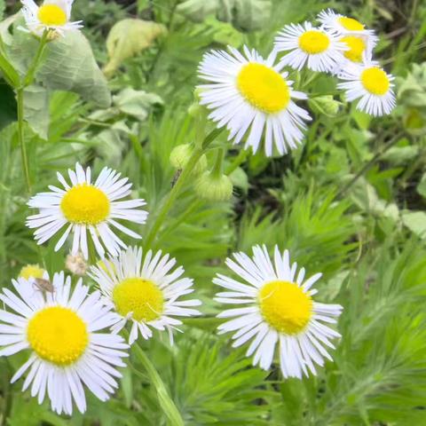 “温故”有方，“知新”有道——记洋口镇中心小学第十次英语教研活动