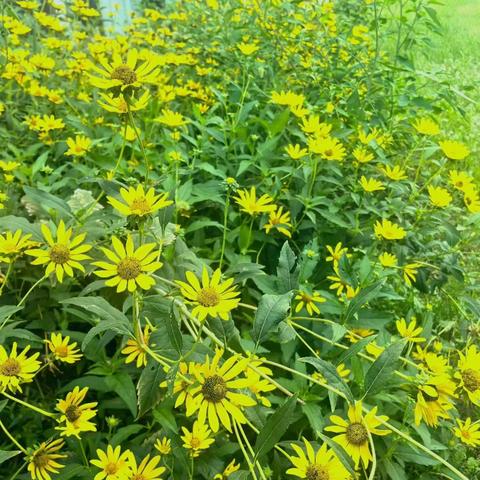 共研捷师课 共赏慈母情——记洋口镇中心小学第一次语文教研活动