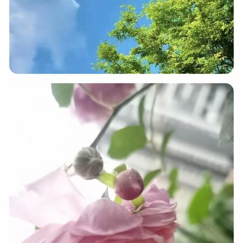 花开的样子——春天最好的文案