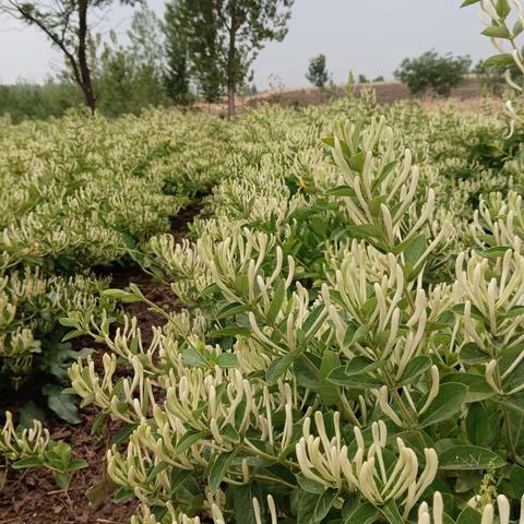 曹庄镇新庄村金银花喜获丰收