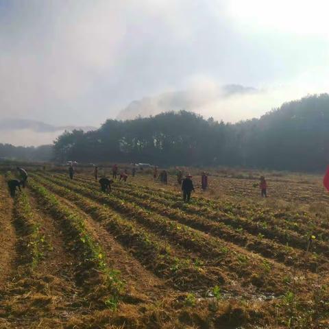 亨田村党员志愿者参加油菜种植活动。