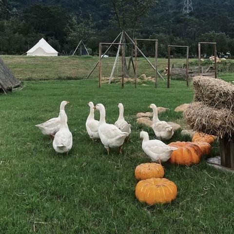 “陪你去热爱这个世界💛”——环球幼儿园中班春游活动🍃