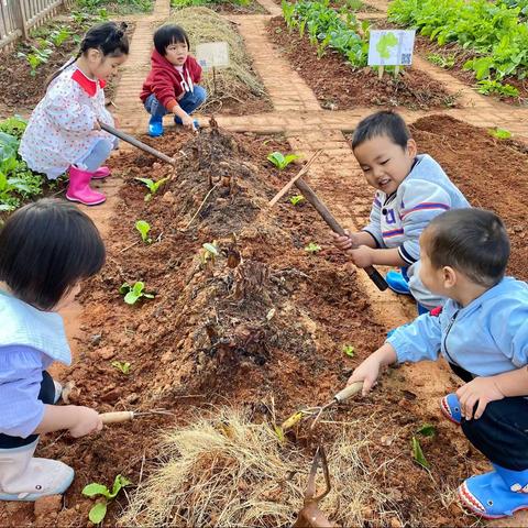 【小种植，大收获】——银河镇中心幼儿园小一班