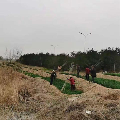 河道两旁栽种树木