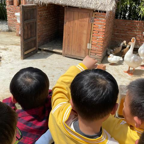我们的大鹅朋友 ——尹山湖实验幼儿园中（4）班课程故事