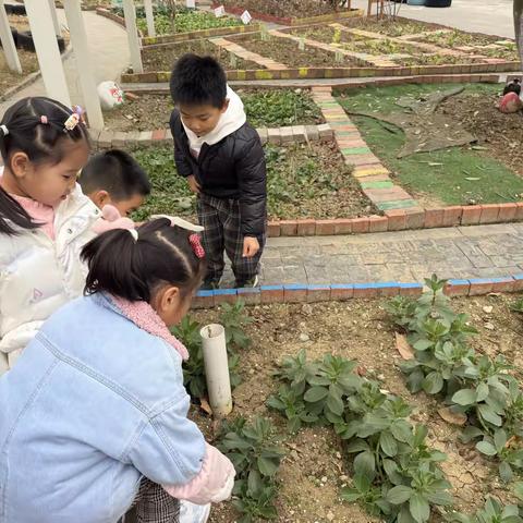 春之始・万物生  —— 二十四节气之立春 尹山湖实验幼儿园中（5）班项目式学习活动