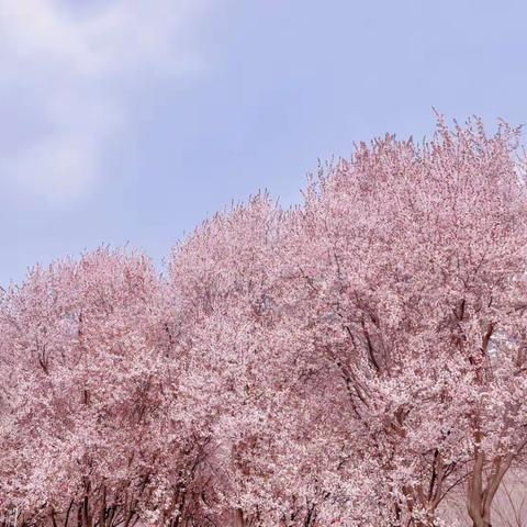 宝隆世家幼儿园大一班🌸花开半夏 至童至美🌸