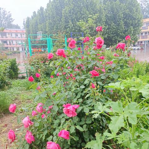 武丘中心小学2024年秋季社团选团活动