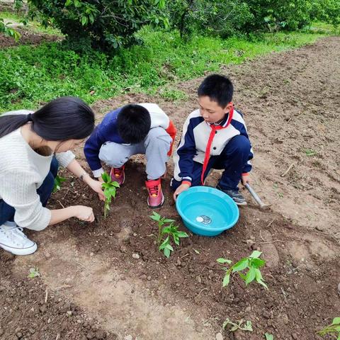 劳动成就梦想 少年未来可期—— 集贤镇金凤小学“五一”劳动节主题教育活动