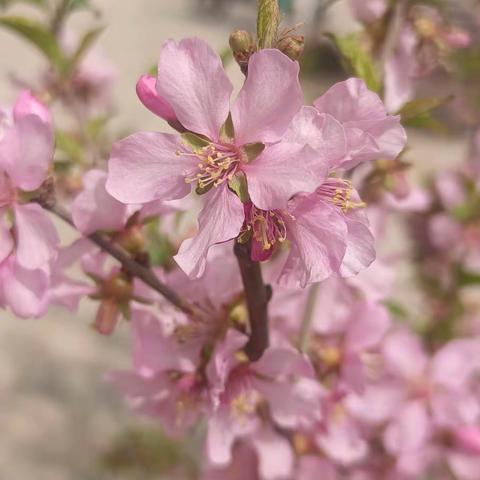 春暖花开，奔你而来