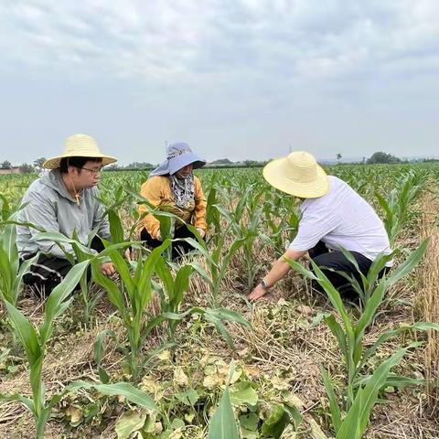 临潼区农技中心开展夏玉米苗情调查，确保秋粮丰产丰收。