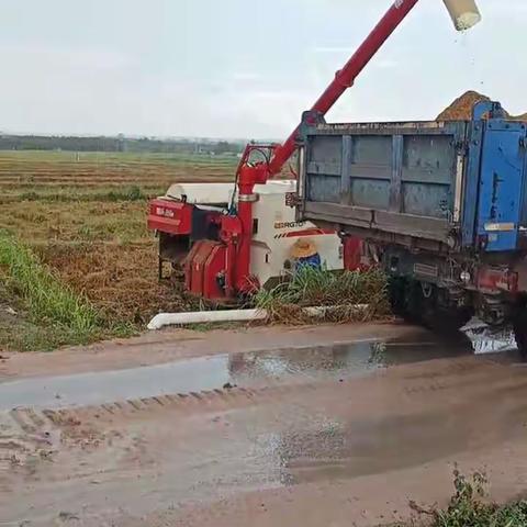 网格员助力收稻谷，跟着风雨赛跑