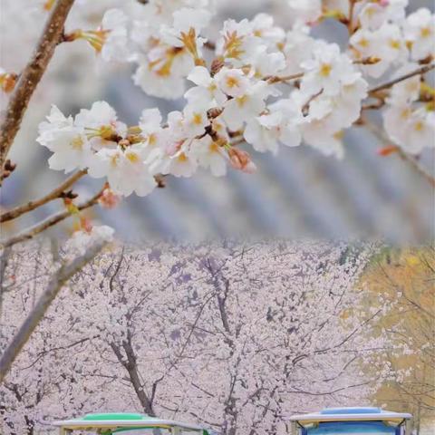 走进齐山，赏浪漫樱花🌸——童心童画美术2024年清明节写生研学一日游