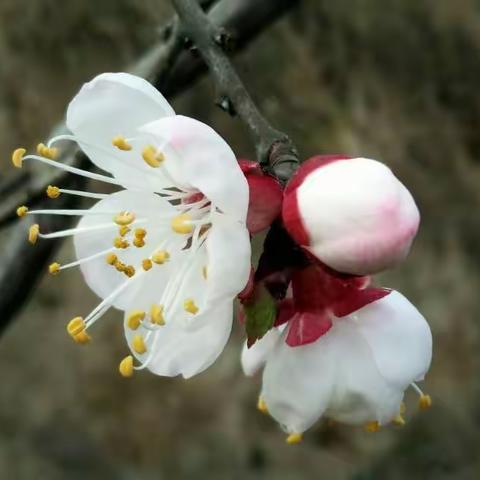 春色芳菲日   研学正当时——西邵集中心小学春日研学活动纪实