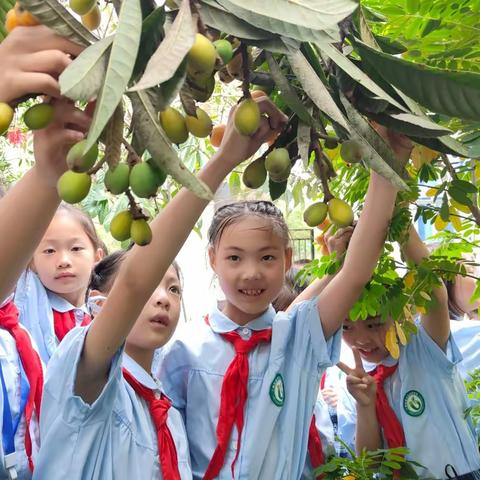 生态德育｜校园里的枇杷熟了！采摘正当时！