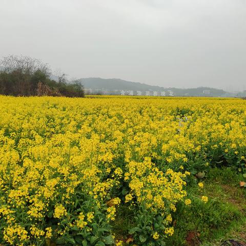 100种体验之“跟春天有一个约会—一起去看油菜花”