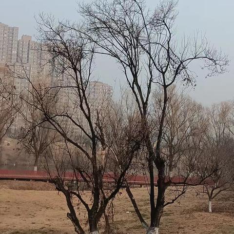 看见枯树心生感慨