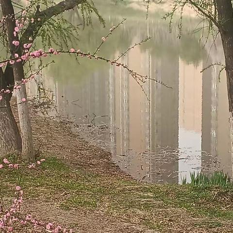 春风吹绿沣河岸！