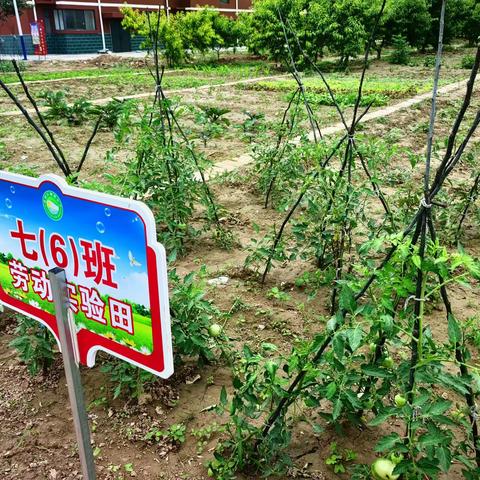 劳动基地成果展示