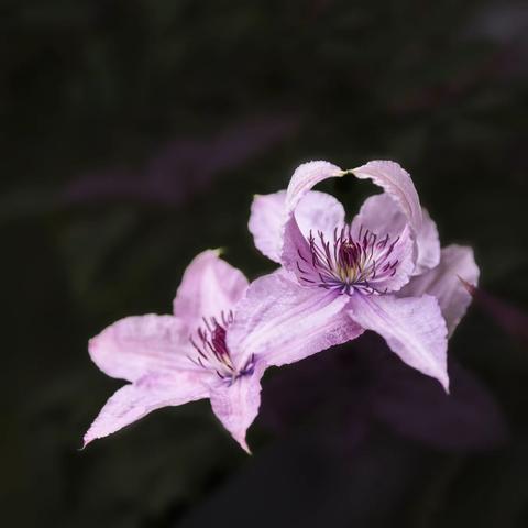 百花深处觅小花——北植非主流花卉