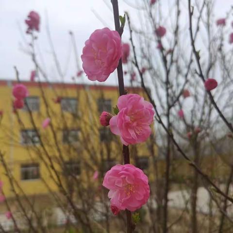 最是一年春好处——梁山县馆驿镇王庄小学校园春景