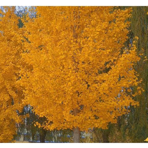 秋韵正浓时，悄然立冬——梁山县馆驿镇王庄小学工作剪影