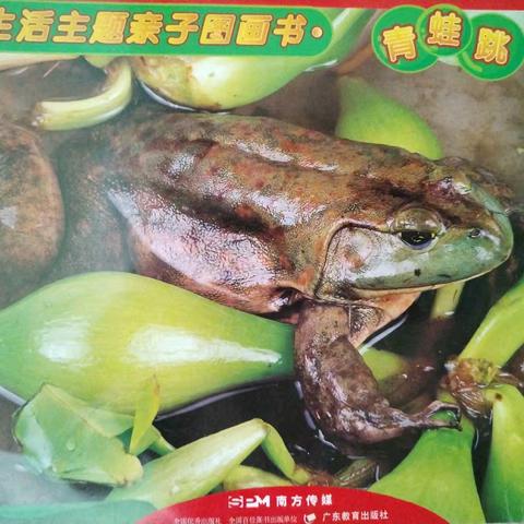 泰富嘉园幼儿园 小二班 6月份主题《青蛙跳🐸》