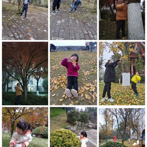 中二班班本课程——拜访大树