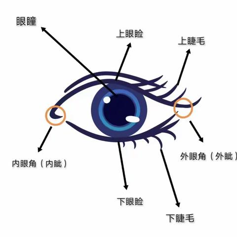 新华李洼幼儿园中班：眼睛的秘密