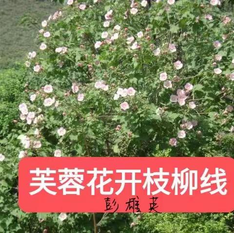 芙蓉花开枝柳线