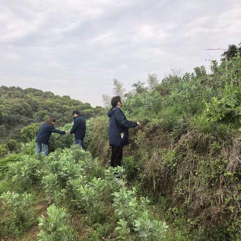 温岭泽国：禁种铲毒——从源头按下“终止键”