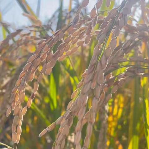 【乡村振兴】周至县终南镇三联村：稻花乡里说丰年   集体经济绽新花