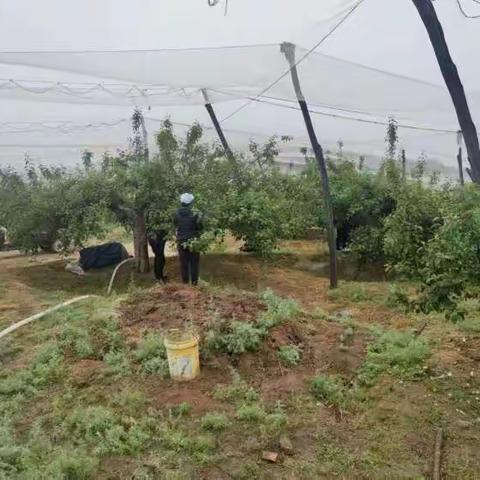 枣园街道办果树夏季管理