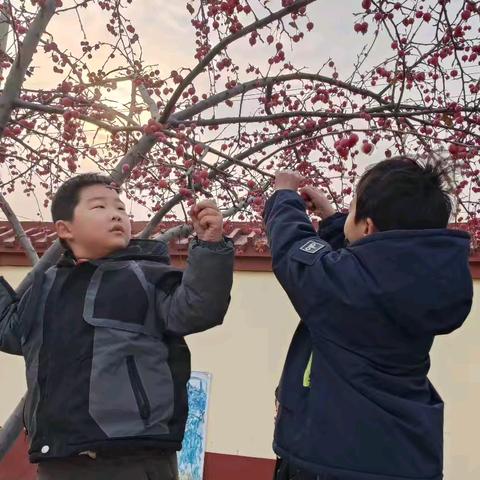 “快乐采摘，收获喜悦”—议论堡学区东大坞幼儿园海棠果采摘活动