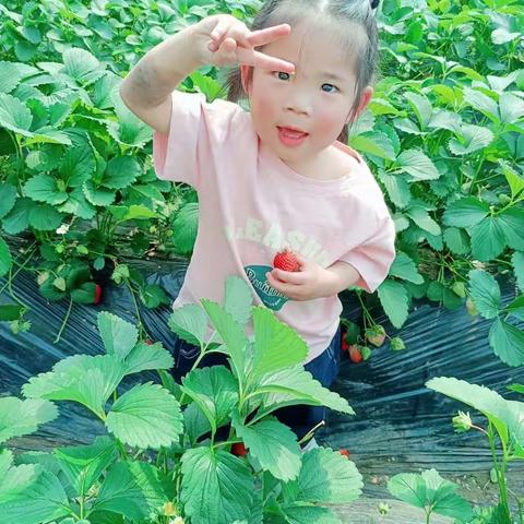 硕星幼儿园豆豆班小小园丁摘草莓🍓