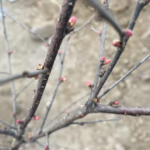 红岸街道：春风十里 植此新绿