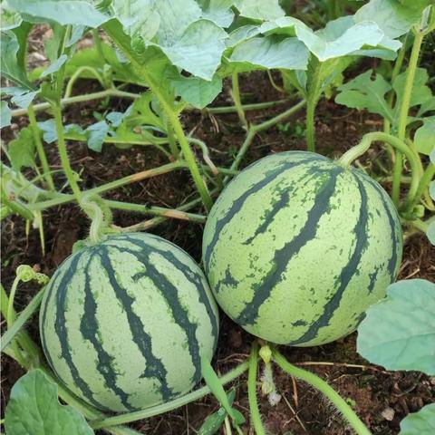 “园长妈妈与我有个约会”——【美食美刻，与爱分享”】之西瓜🍉很甜，有你更甜