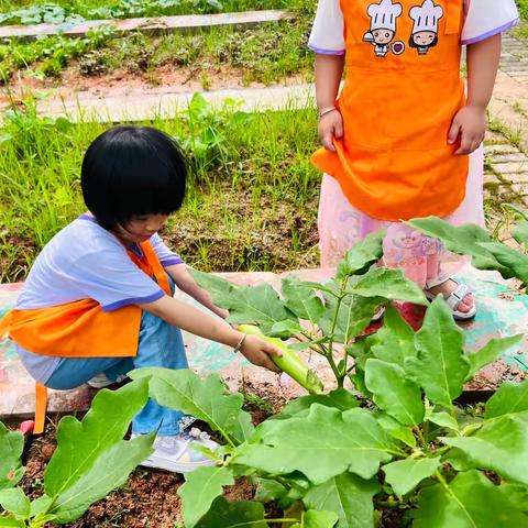 “茄茄”私语——左安镇中心幼儿园茄子自然教育课程