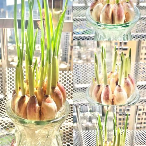 区一中一年级五班劳动实验课一一走进科学之实践篇一一种大蒜