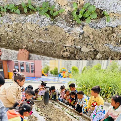 《黄瓜种植记二》——宝幼中一班