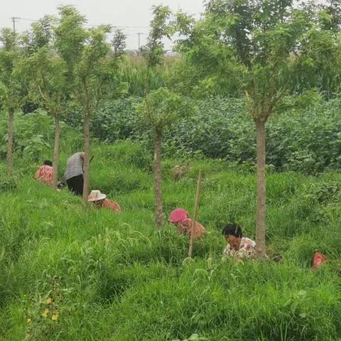 炎炎夏日，绿草芬芳