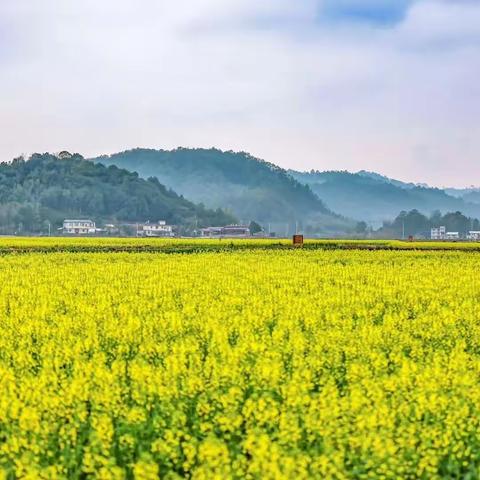 相约泉上 向春而行 | “泉游季”花海热浪，美食美景美声等你来！