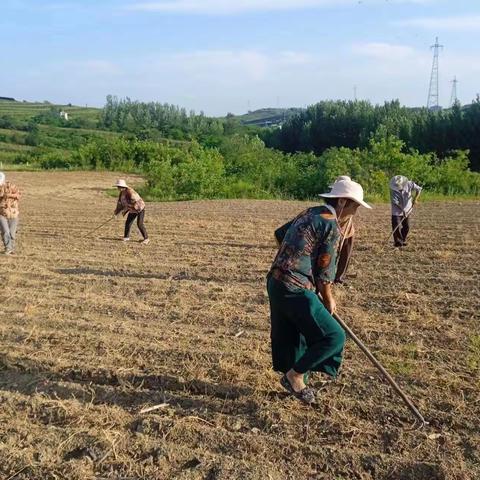 诸城市贾悦镇：大豆玉米“手牵手” 复合种植助增收