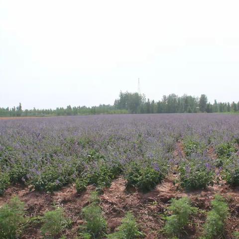 诸城市贾悦镇：“丹参+黄烟”强强联合 开启高效轮作种植模式